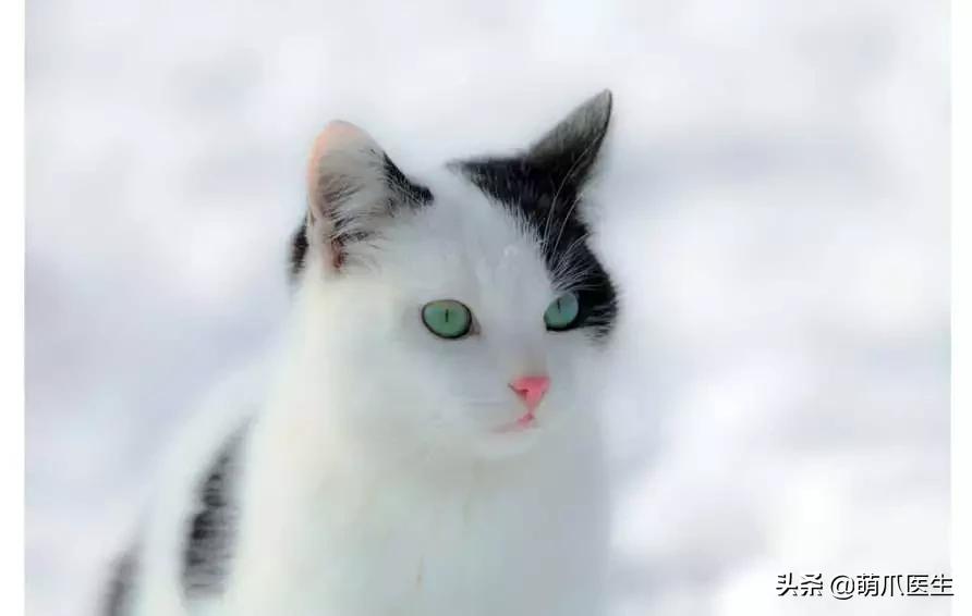 “你根本不爱猫，你就是馋它的身子！”