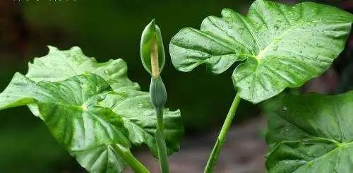 滴水观音为什么会滴水的详细介绍,关于滴水观音的知识