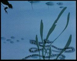 西游记之大闹天宫2014首映,中国动画巅峰之作大闹天宫