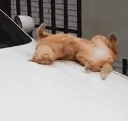 鑷粠鏈変簡鐚不鎰堜簡鎴戠殑鎳掓儼,涓轰粈涔堣姗樼尗鍗佹涔濇福