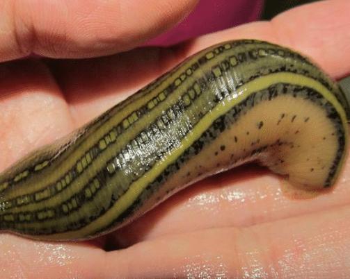 蚂蟥的生命力和繁殖能力是超强的,蚂蟥能不能在体内繁殖