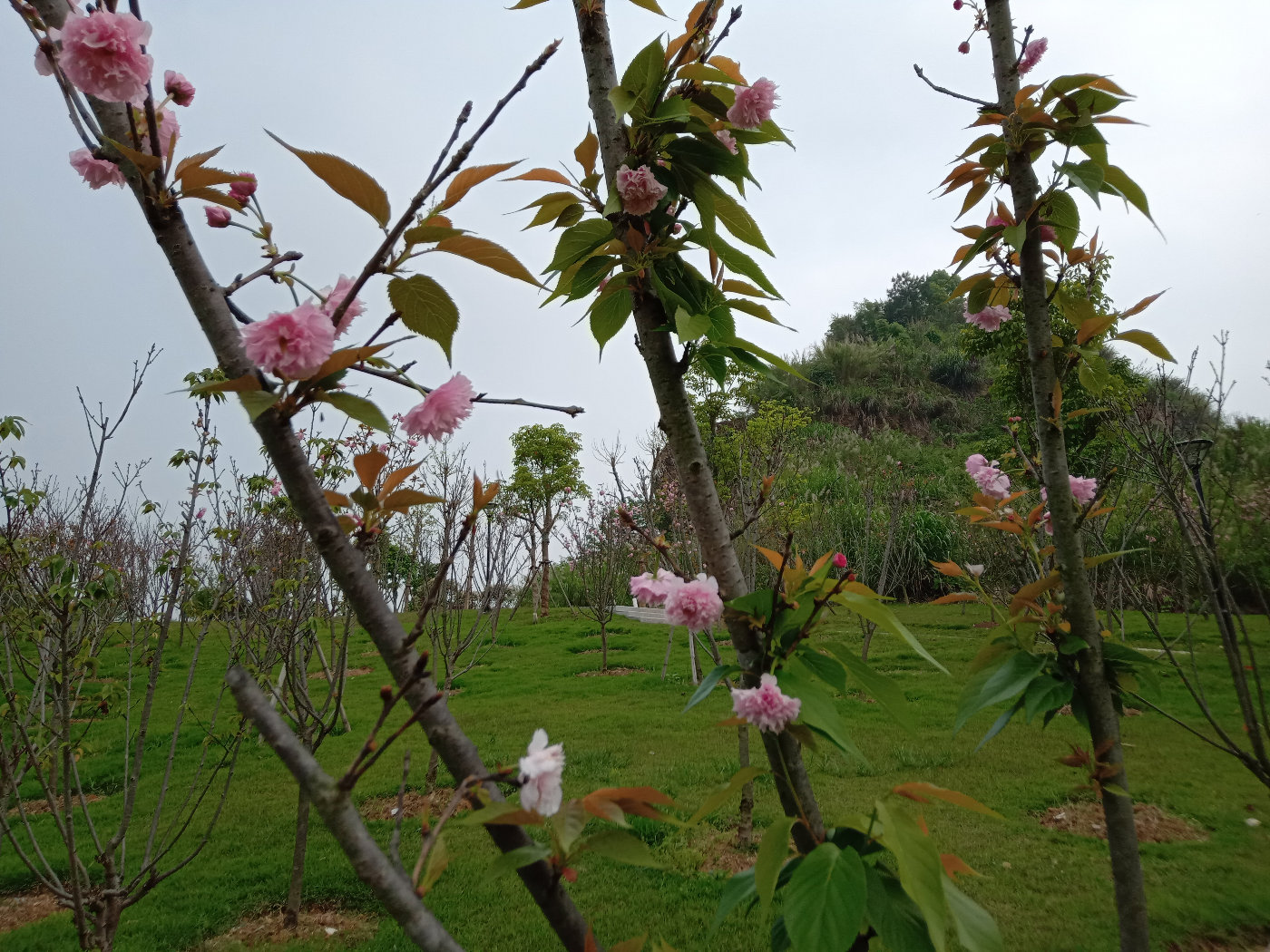 福州大学就像一座大公园，风景美到爆！最美的世界一流学科院校