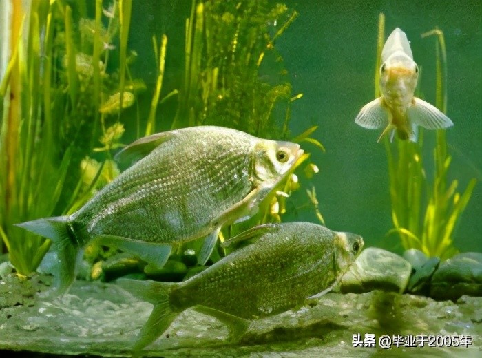 大连旅顺野钓淡水鱼的地方,大连近海常见鱼类图鉴