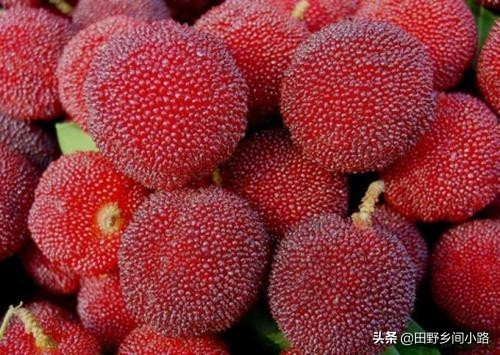 杨梅种植方法与技术,杨梅的种植技术