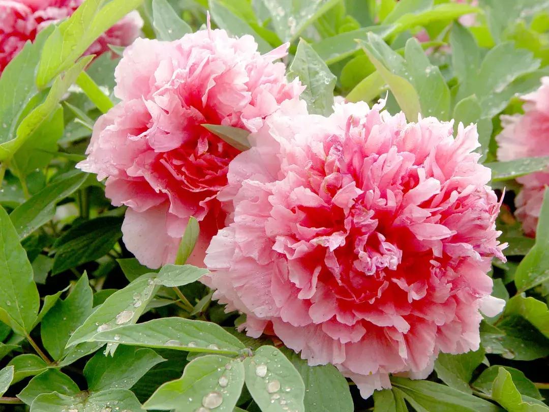 最美的花送给大家共赏,最美的花送给大家观赏