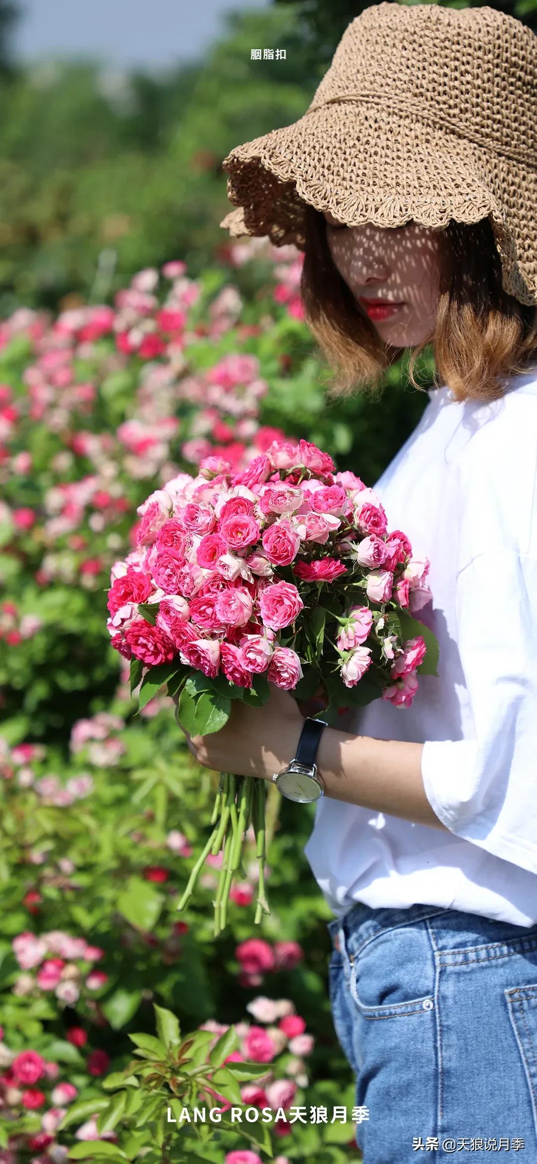 人家最美四月天，天狼自育终于打折了！15个品种供你宠信。