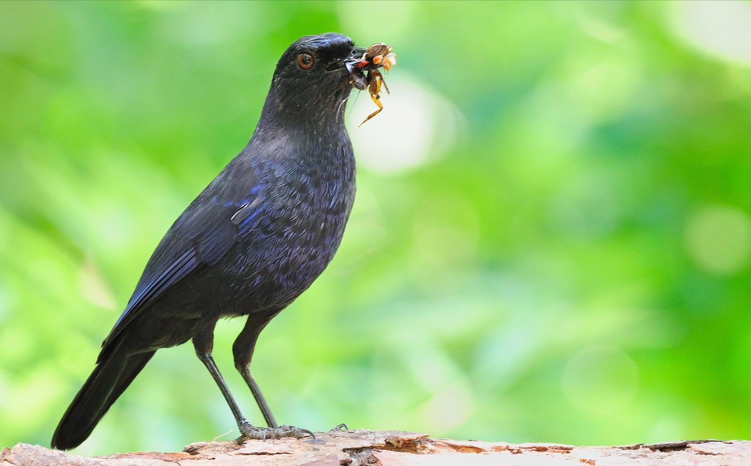 广东常见鸟类图谱和名称图文,东江揽胜鸟类