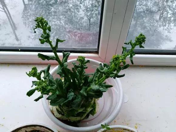 这6种菜根不要丢,哪4种菜根不能丢在家盆栽