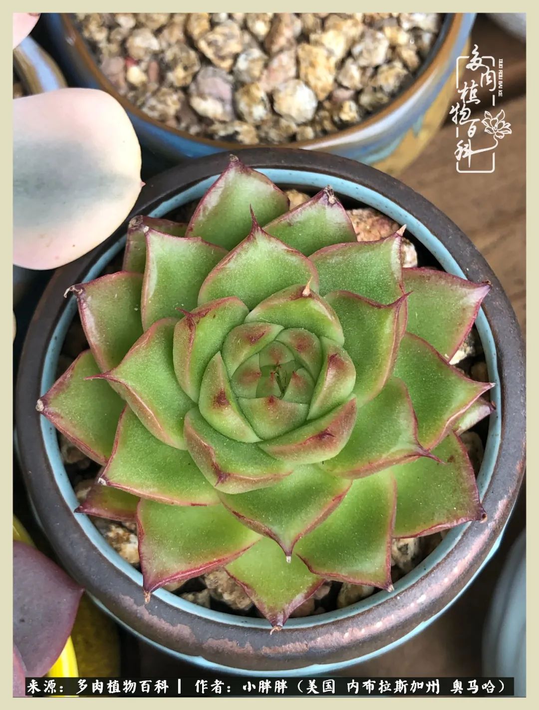 多肉小白入坑攻略,多肉小白2个月成功入坑