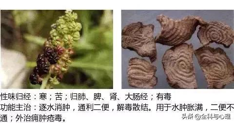 史上最全中草药图谱（附主治功效）（一）
