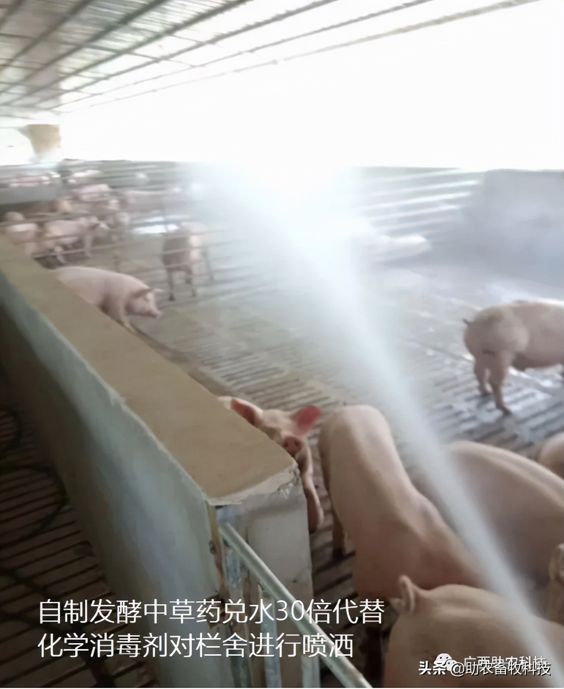 是什么原因引起非瘟,怎么消灭非瘟最有效的方法