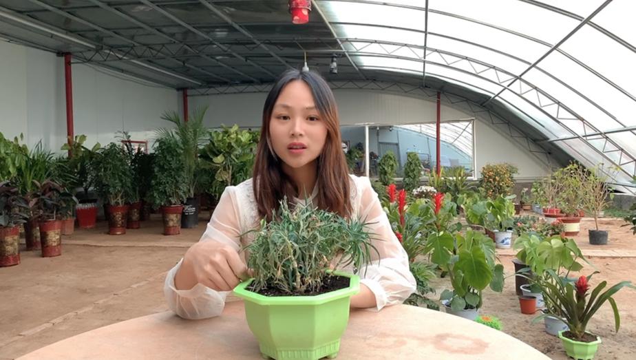 康乃馨花朵没开就打蔫是怎么回事,康乃馨换盆后叶子打蔫了发黄咋办