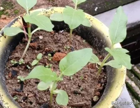 超级向日葵光辉岁月种植方法,春天来了播种向日葵