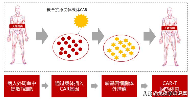免疫细胞治疗时代已经来临,免疫细胞疗法疑问
