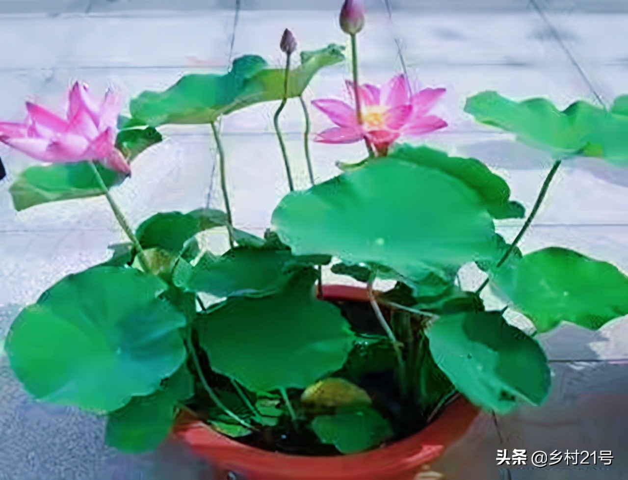 盆栽荷花养殖方法和注意事项,盆栽荷花怎么栽培