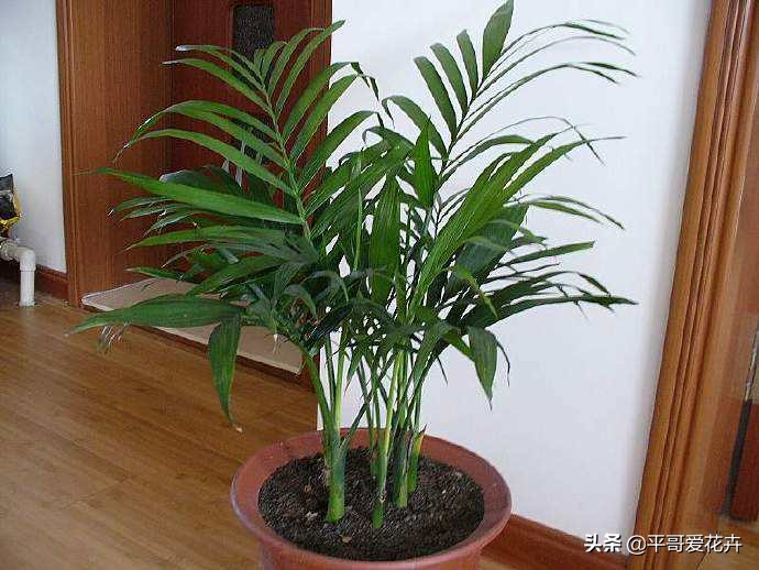 凤尾竹怎么养不出竹竿来,凤尾竹不分株怎么弄