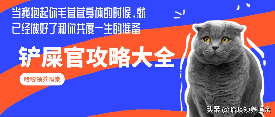 猫咪咬家具怎么办,猫咪太爱干净怎么办