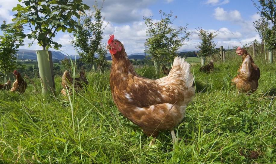 鸡球虫和腺肌胃炎应该先治疗哪个,小雏鸡腺肌胃炎吃什么药