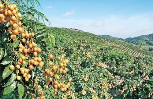 3年30亿扶持3000村!广东“一村一品、一镇一业”今年起这么干!