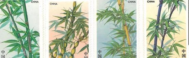 大熊猫最爱吃的竹子是什么竹子,大熊猫为什么吃竹子不伤嘴