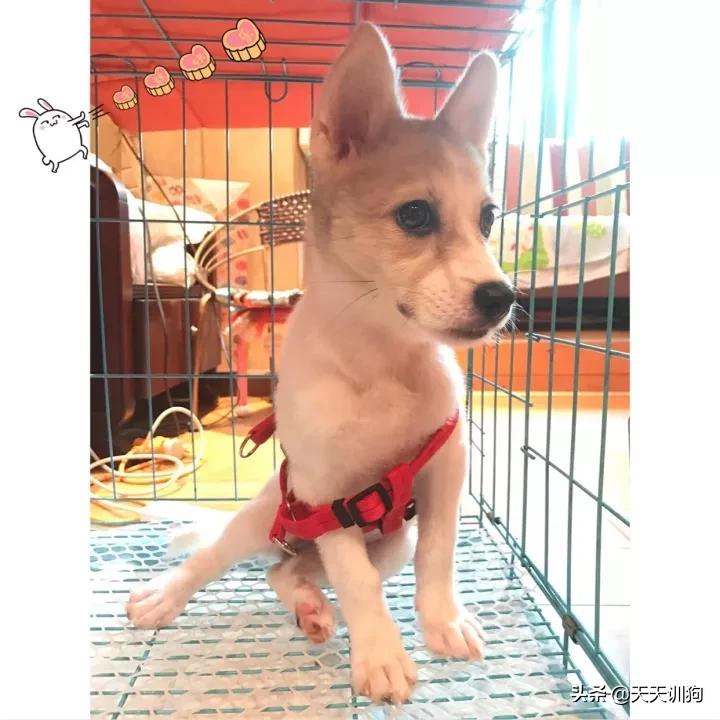 你想对小狗说什么,你想对小狗说什么呢