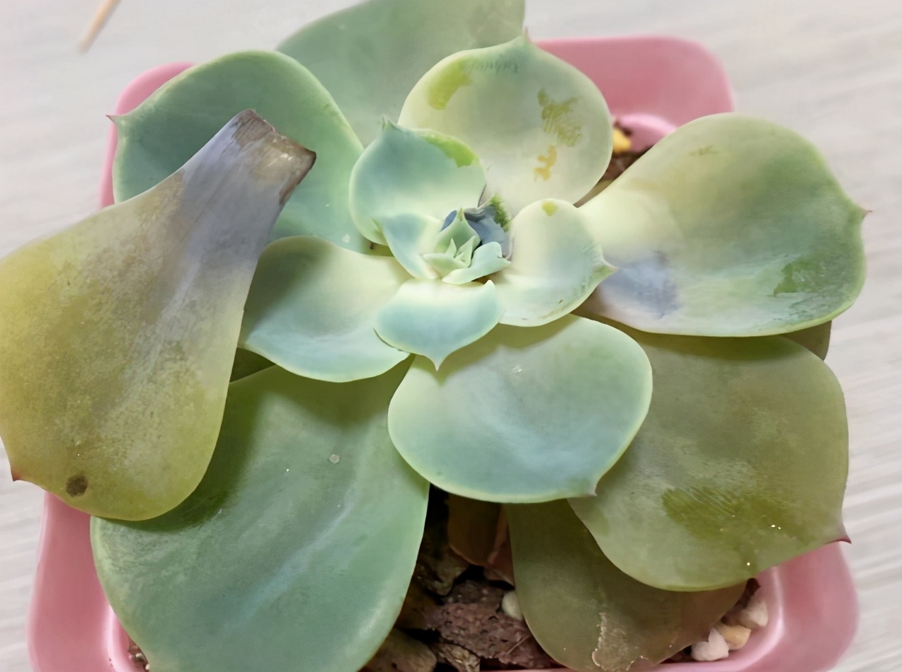 如何抢救叶子枯黄的植物,怎样救活多肉植物