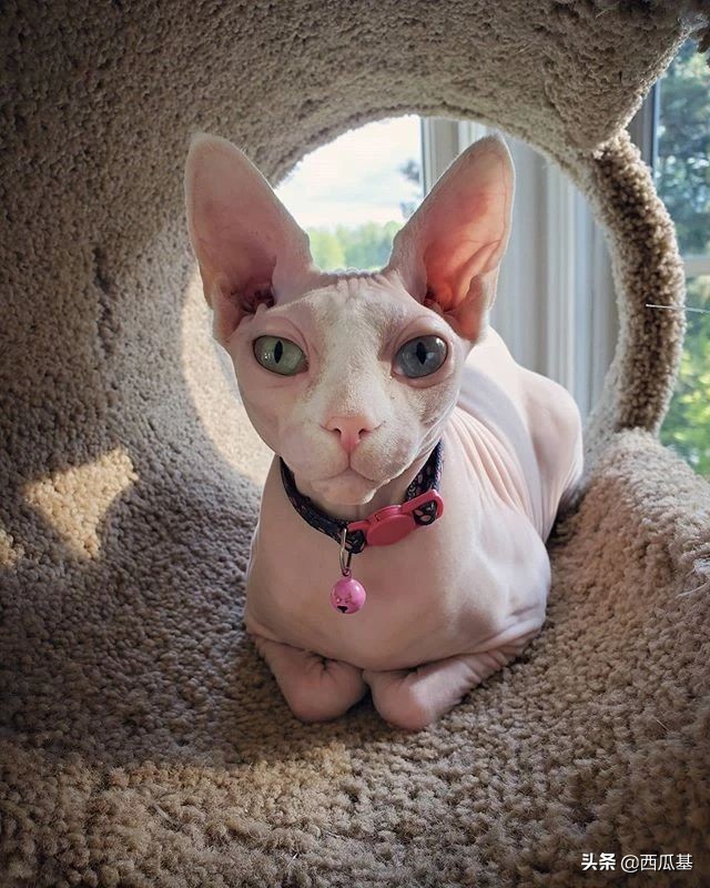 猫咪的三只眼睛,什么猫咪两只眼睛颜色不同