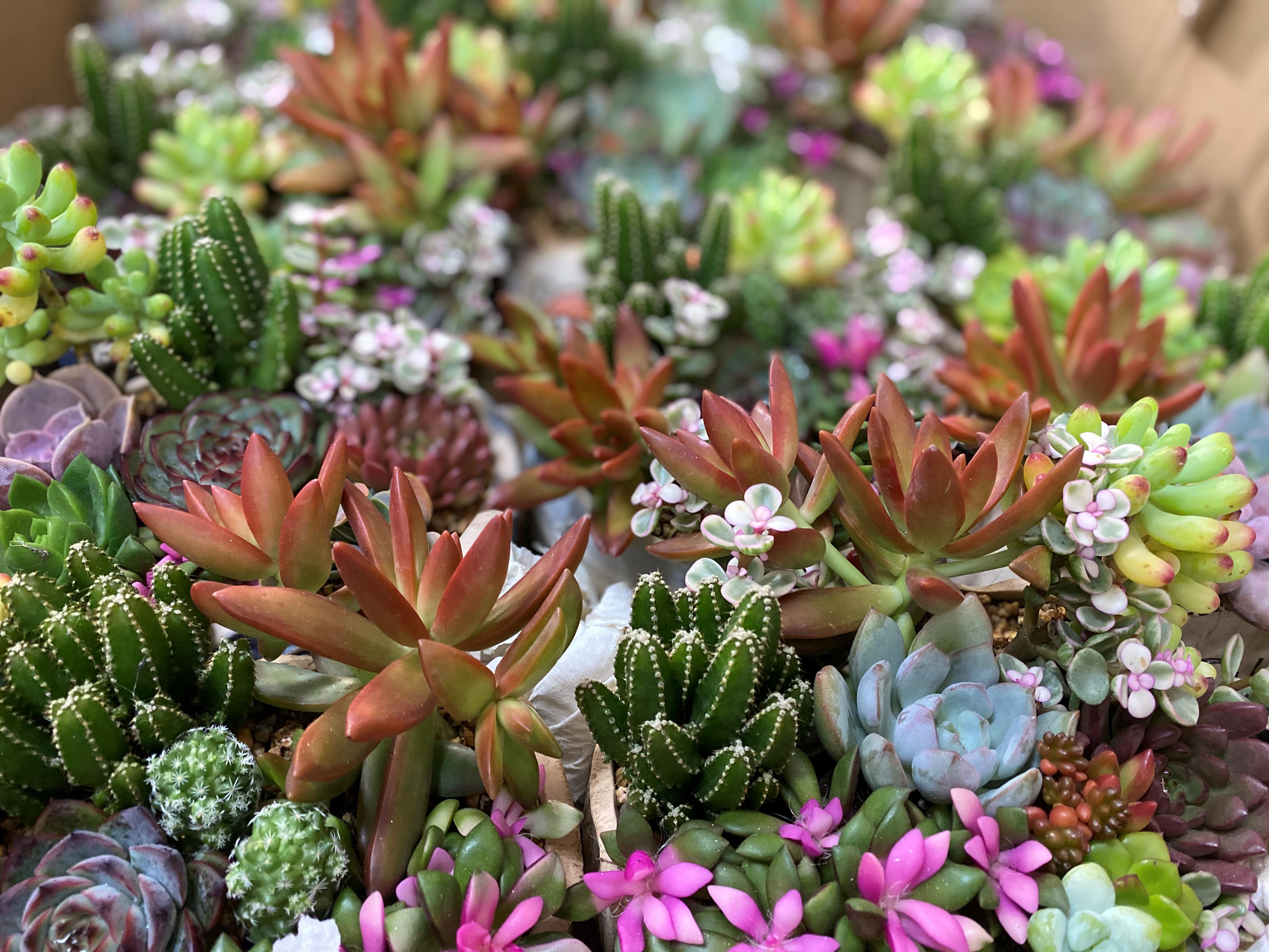 暖心教师节！蓝港外国语小学让老师抽“福卡”：青城山年卡、手霜