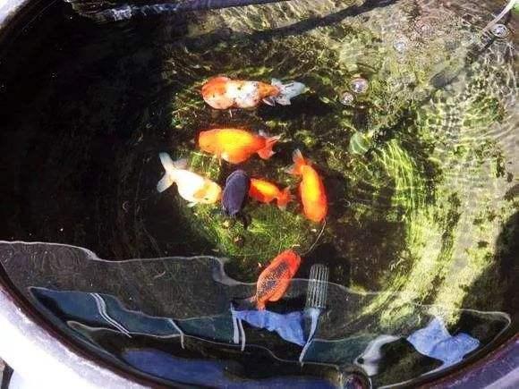 为什么需要用玻璃缸养金鱼,陶瓷缸养乌龟的弊端