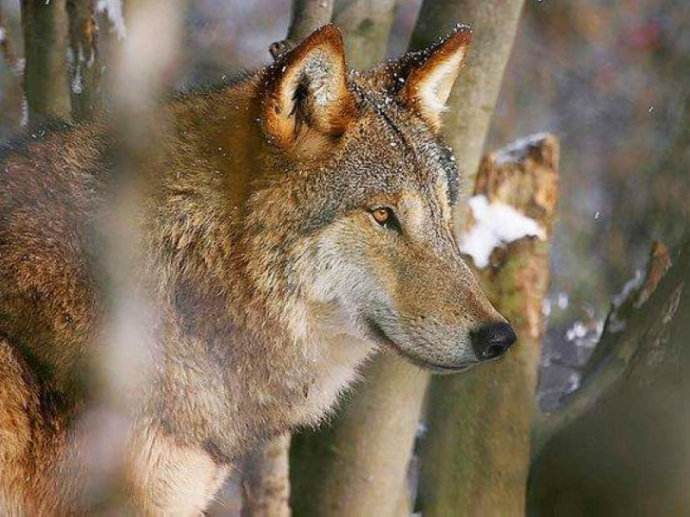 狼图腾大揭秘,狼图腾狼行天下