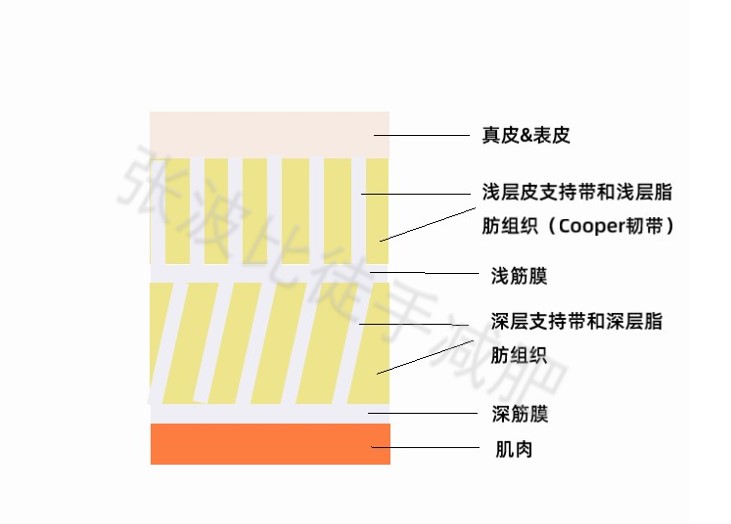 女士胸部减肥后下垂怎么办,减肥后胸部下垂锻炼