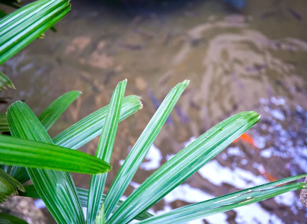 金秋多彩季，春晖幼儿园雨林仙境一日游