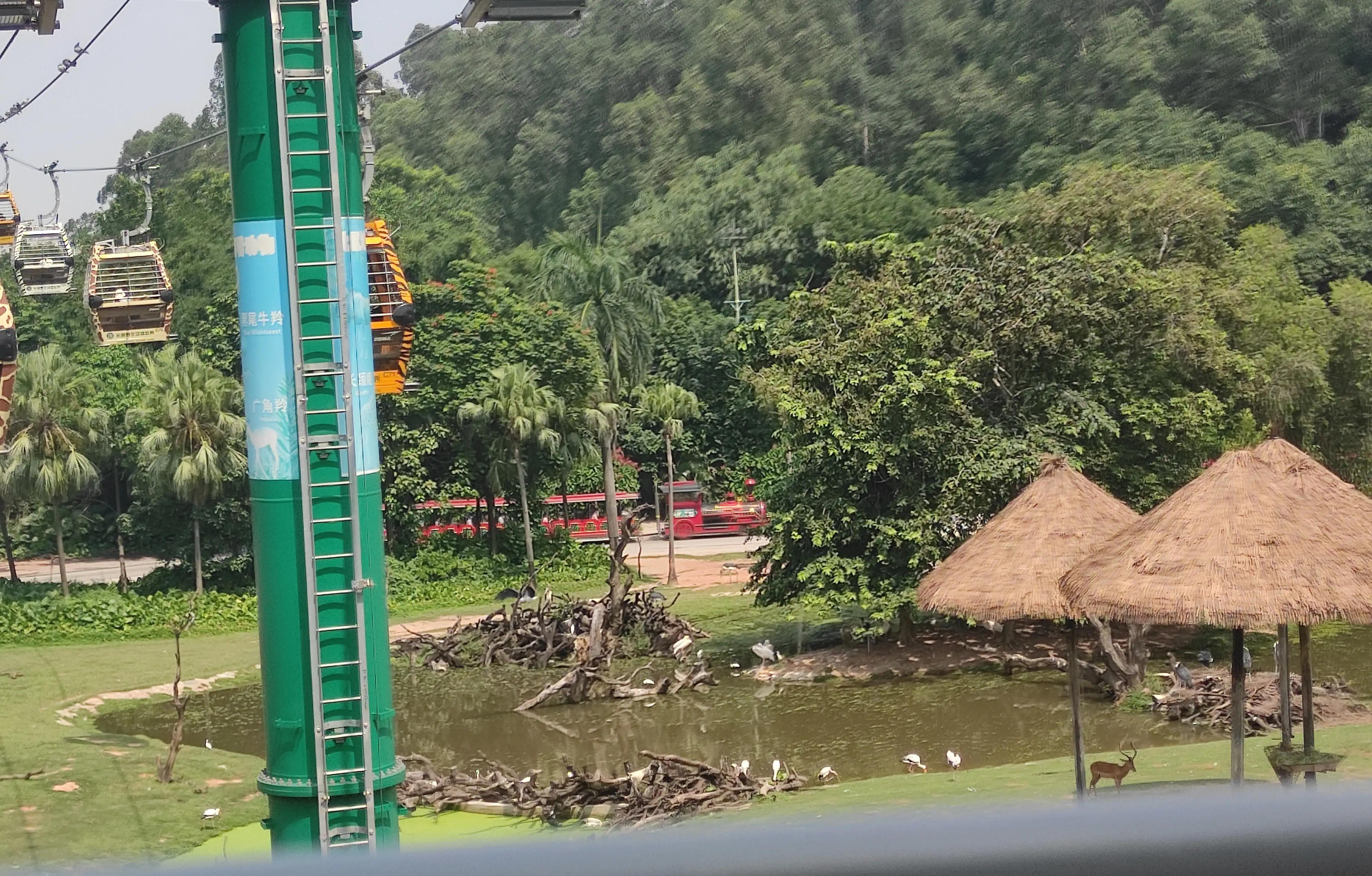 外地人去长隆野生动物园攻略,住在广州长隆野生动物园攻略