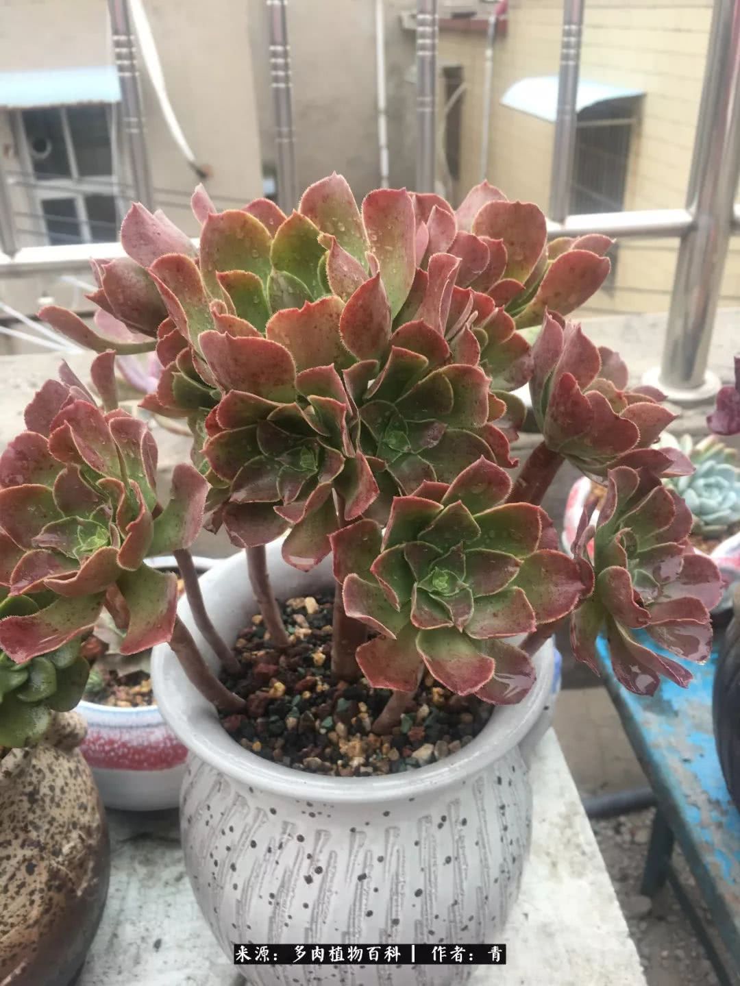 入坑多肉无法自拔,沉迷多肉无法自拔