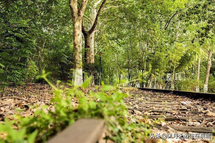 济南的法国梧桐,济南梧桐树美景