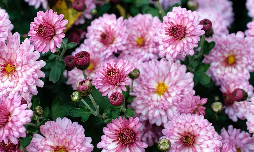 喜欢菊花有啥说法吗,喜欢菊花的人多吗