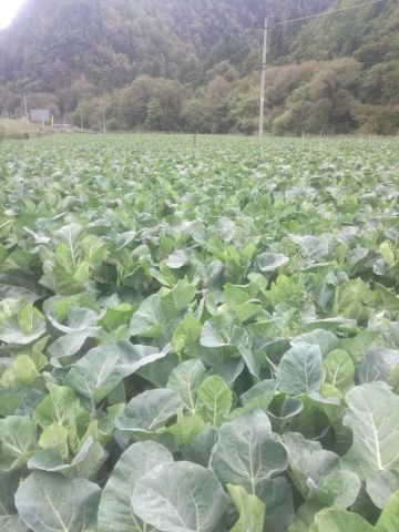 让番茄更快出汁水,让人回味无穷的人