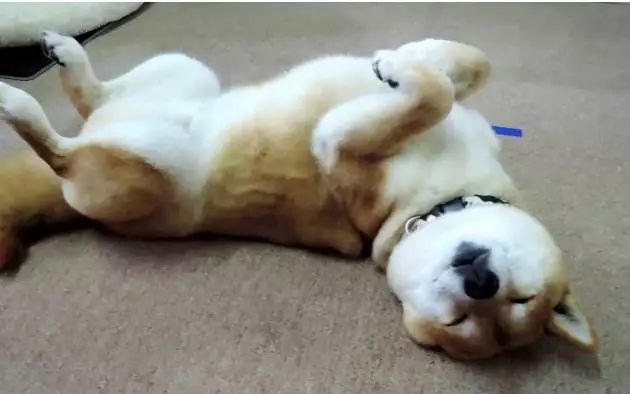 爱犬的前期症状,铲屎官必知狗狗生病前的7大征兆