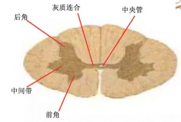 医生常用的解剖学、内外科口诀