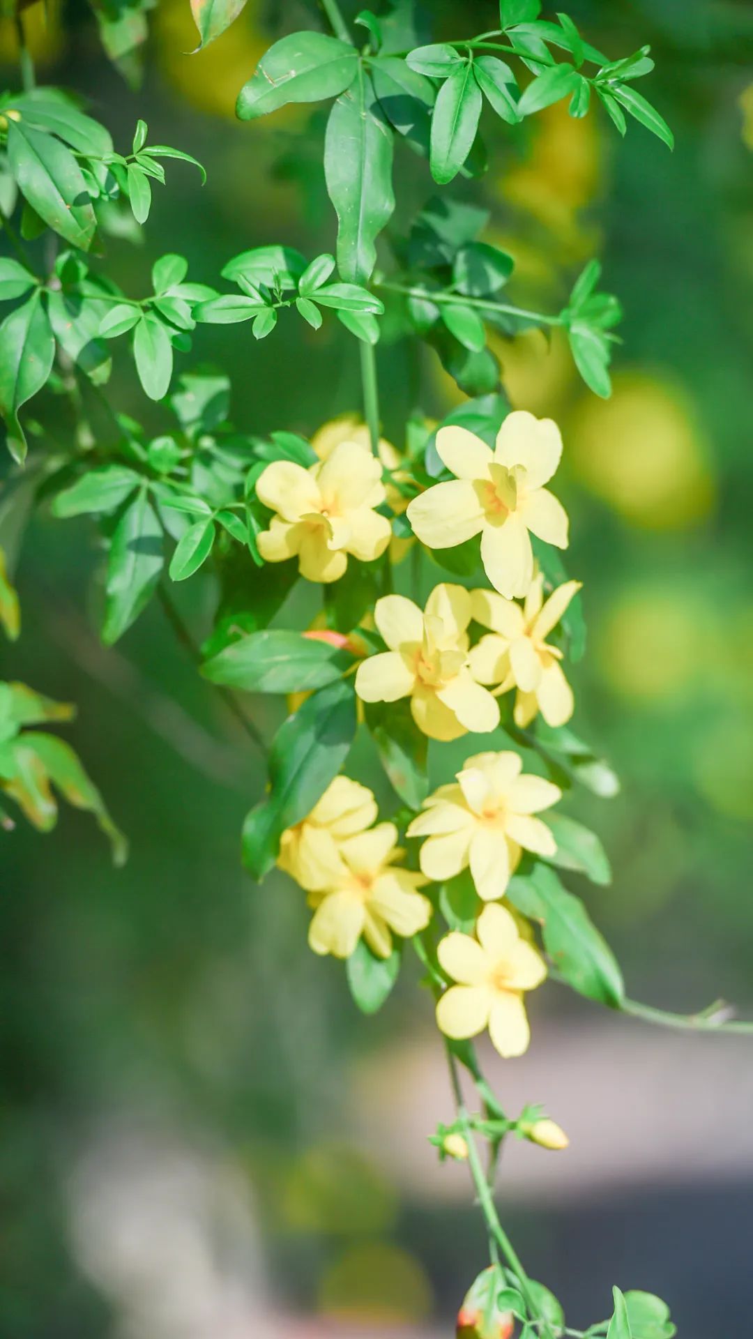 黄鹤楼细支神秘花园,黄鹤楼神秘花园