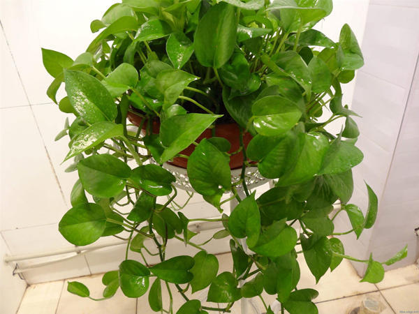 绿萝怎么养才能让人羡慕,绿萝怎么养才能让它长得很好