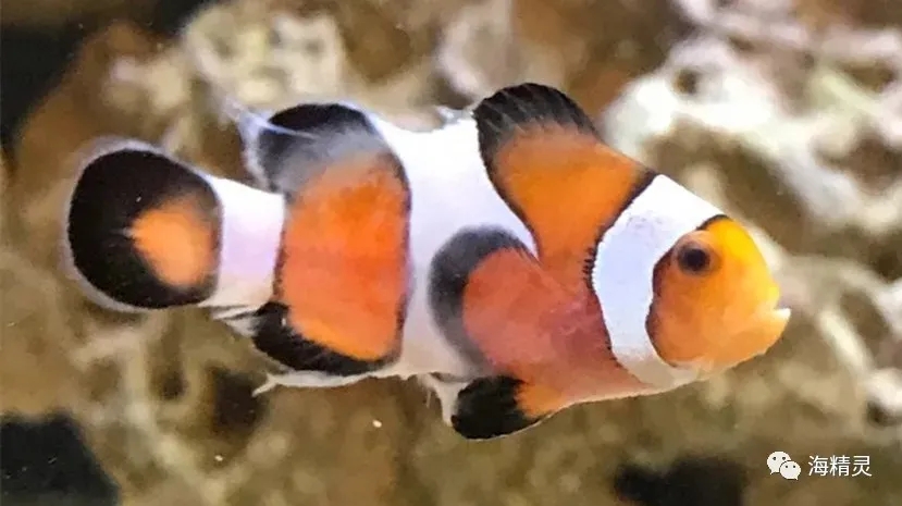 海精灵鱼友快问快答，这些你都知道吗？