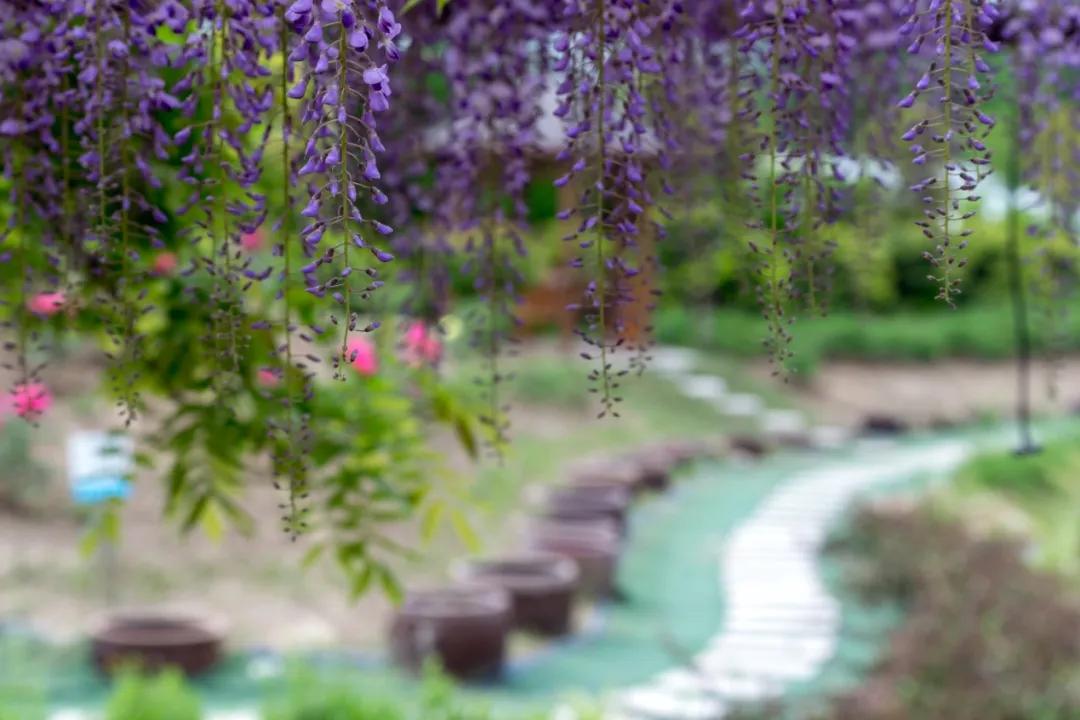 网红古树紫藤花,网红紫藤花