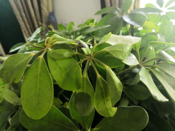 鸭脚木缺水什么时候能恢复,鸭脚木生病怎么治疗