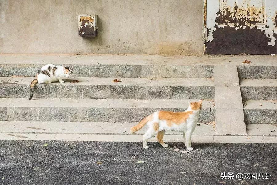 致每一位爱宠人，请了解下困难重重的TNR