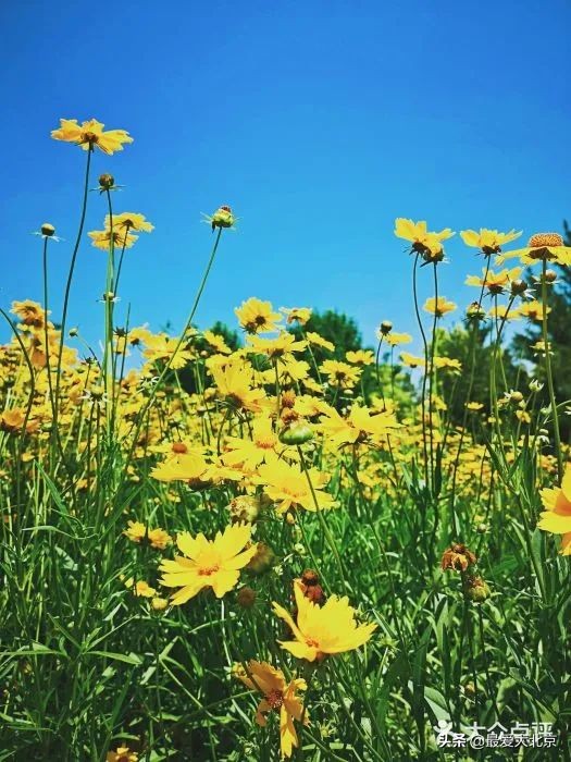 京城新增一“小江南”！免费人少