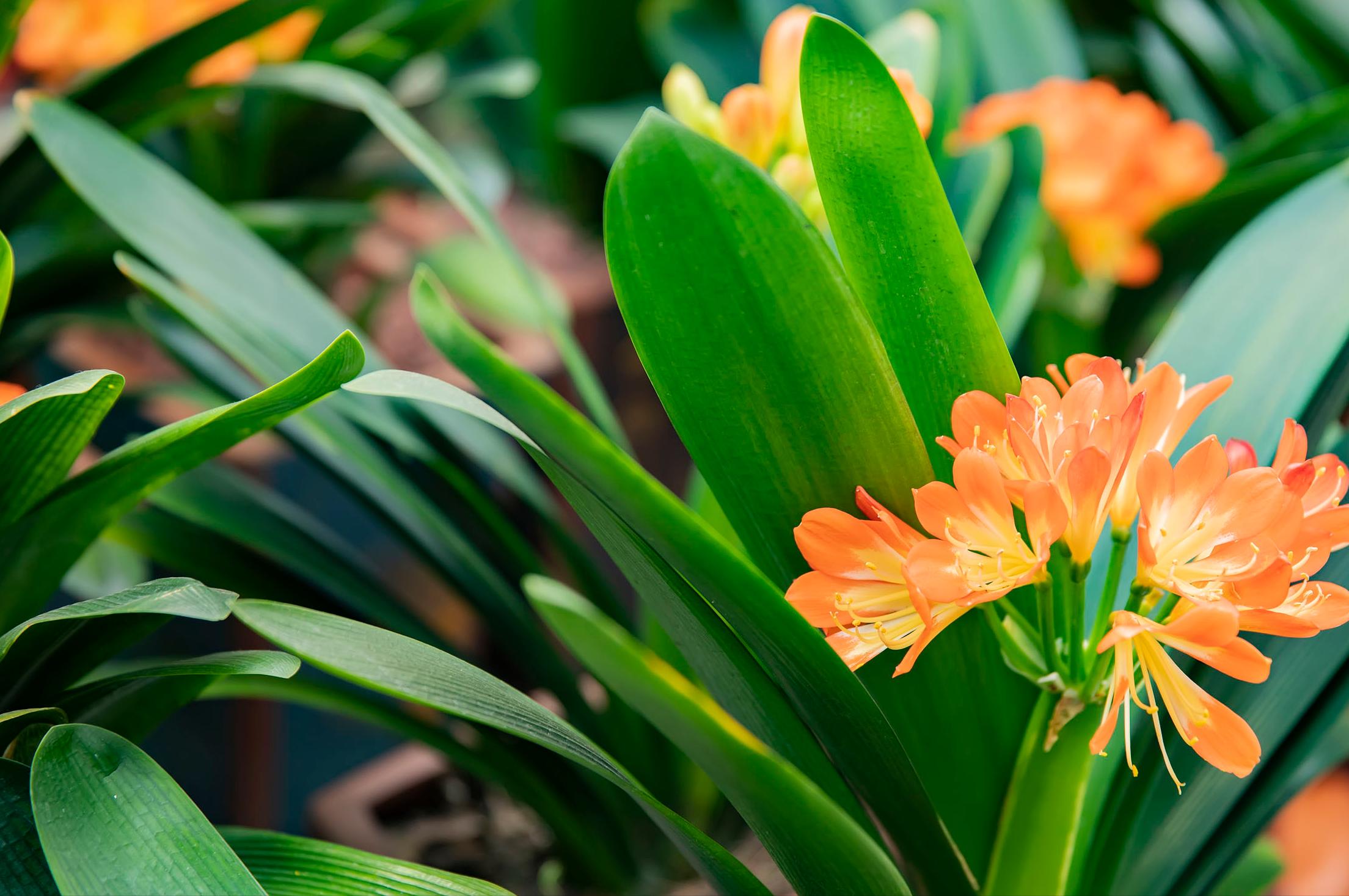 君子兰冬季多长时间浇一次水最好,冬季君子兰花的养护方法