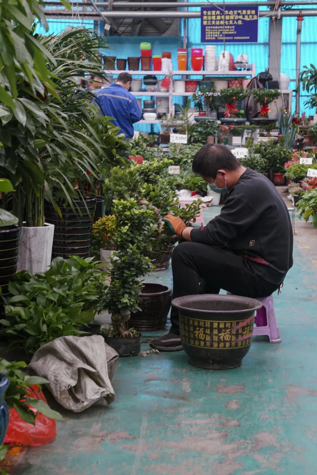 乌鲁木齐花市在哪里光明路附近,乌鲁木齐的花市在哪里