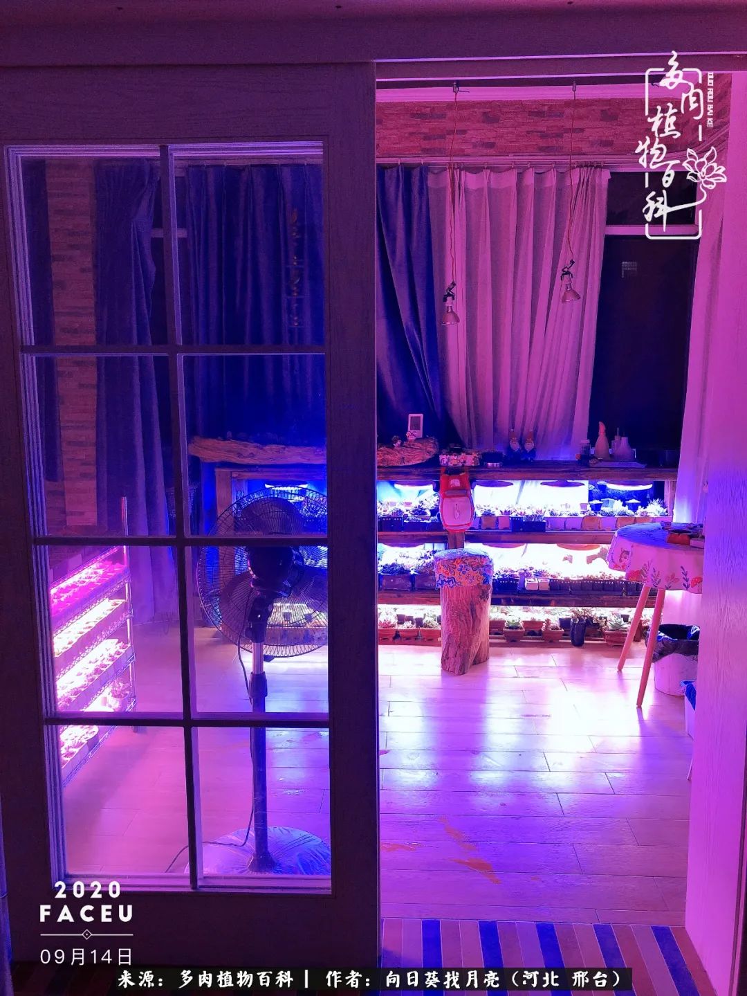 耐高温适合露养的多肉,冬日的露养多肉