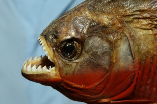 世界上最毒的鱼食人鱼只能排第五,世界上十大最危险的鱼